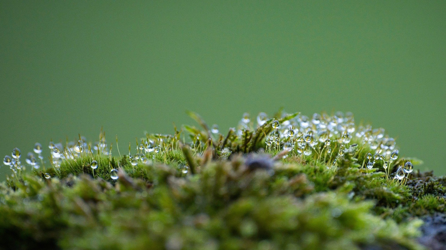 /img/vereine/riemeke-hessenkreuz/moss.jpg